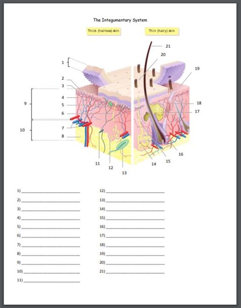 The Integumentary System Quiz or Worksheet - Amped Up Learning