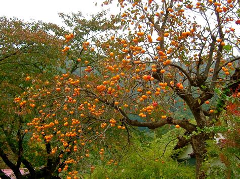 Keep Calm & Curry On: Ingredients: Persimmons, Kaki, Shizi, Haluuabed