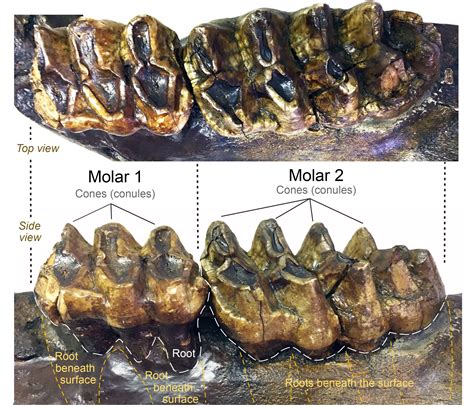 Fossil of the month: Mastodon teeth and jaw fragment