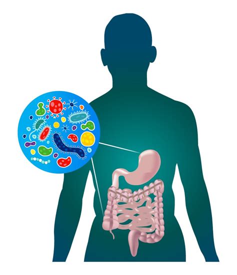 The Gut Microbiome and its Effects on Human Health | Norgen Biotek Corp.