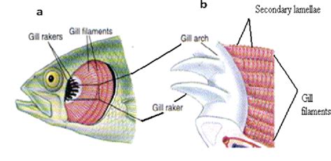 [PDF] Quantitative analysis of the fine structure of the fish gill ...