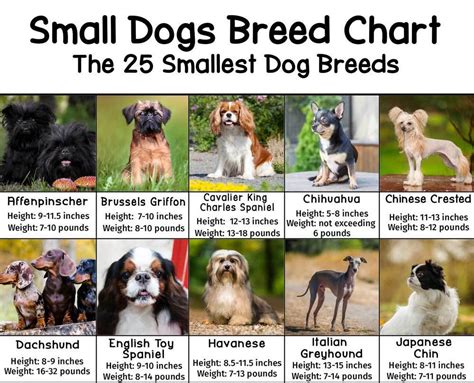 Small Dog Breeds Chart