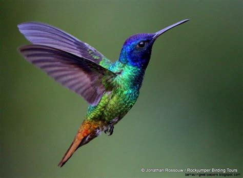 Hummingbird © Jonathan Rossouw / Rockjumper Birding Tours | Hummingbird ...