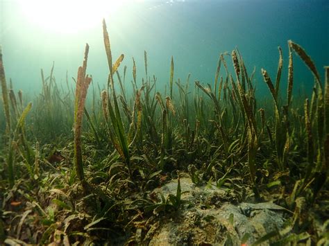 Case Studies | Seagrass Flowers