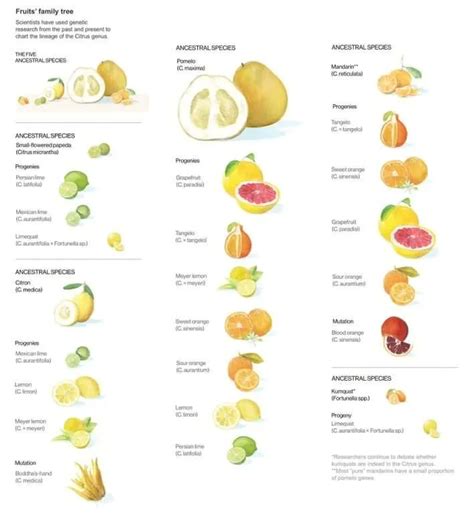 Simon Kuestenmacher on Twitter | Citrus fruit, Citrus fruit list, Citrus