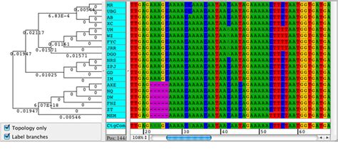 Sequenza di Montaggio e Allineamento con CodonCode Allineatore | Anne Marie