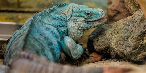 Grand Cayman blue iguana | Smithsonian's National Zoo and Conservation ...