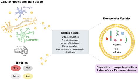 Issue Information - 2022 - Journal of Neurochemistry - Wiley Online Library