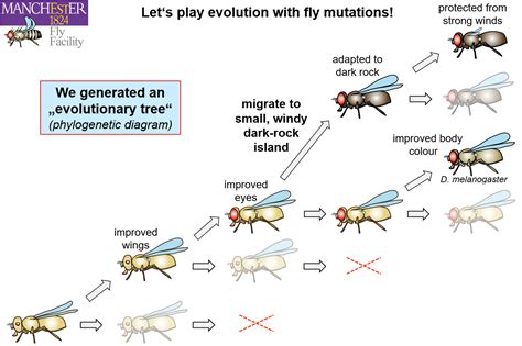 Fruit Fly Experiment Genetics