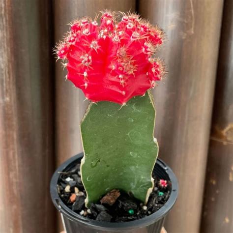 Cactus Grafted Red