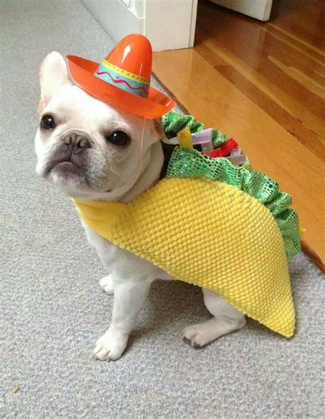 Ella Animals Pics #61 - | Dog costumes, Dog halloween costumes, Cute dogs