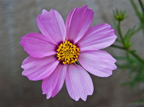 File:Cosmos bipinnatus pink, Burdwan, West Bengal, India 10 01 2013.jpg ...