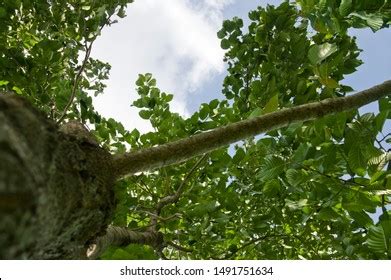 Name This Tree Cancer Tree Scientific Stock Photo 1491751634 | Shutterstock