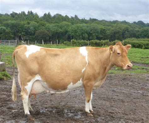 Guernsey Cattle Info, Size, Lifespan, Uses, and Pictures