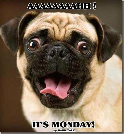 Ugh .. its Monday | For the LOVE of Pugs | Pinterest