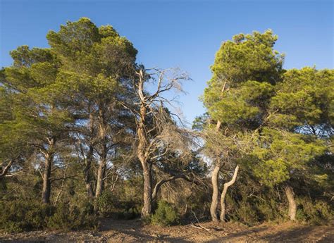 Mediterranean forest - NatureSpots App - Let's explore Nature together