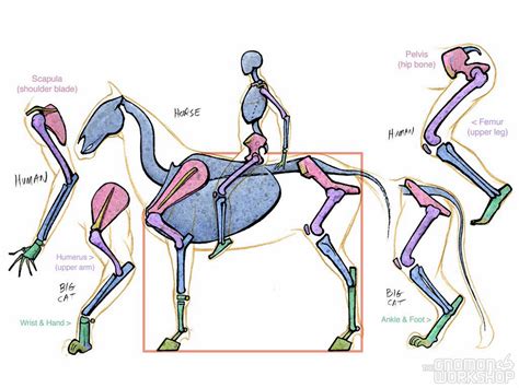 Introduction to Animal Anatomy | The Gnomon Workshop