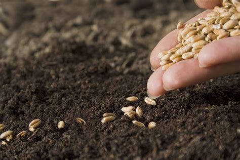 Sowing the Seeds of Good Health | Meridian Magazine Meridian Magazine