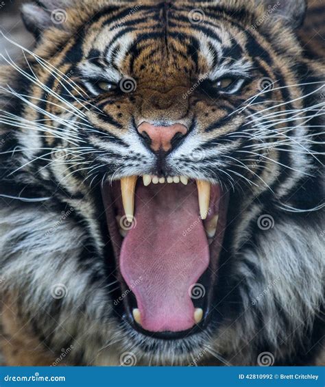 Sumatran tiger roar editorial photography. Image of sumatran - 42810992