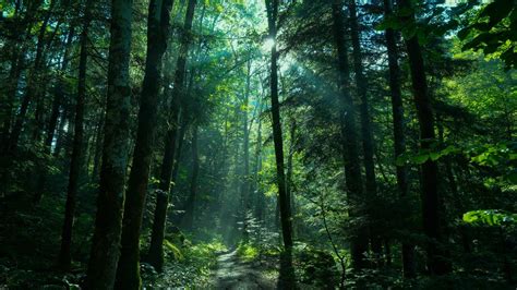 Greenery Forest Nature Path With Sunbeam 4K HD Nature Wallpapers | HD ...