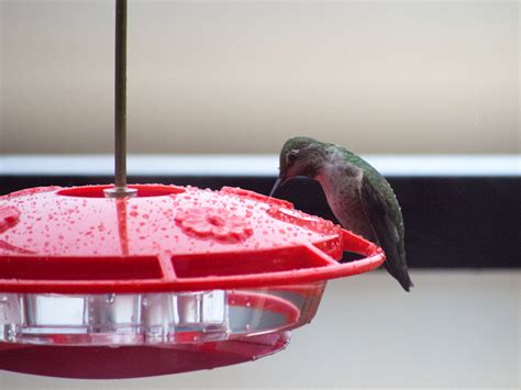 A Makeshift Hummingbird Feeder Heater – Ingrid Taylar Foto