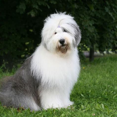 Bobtail: Character & Ownership - Dog Breed Pictures - dogbible