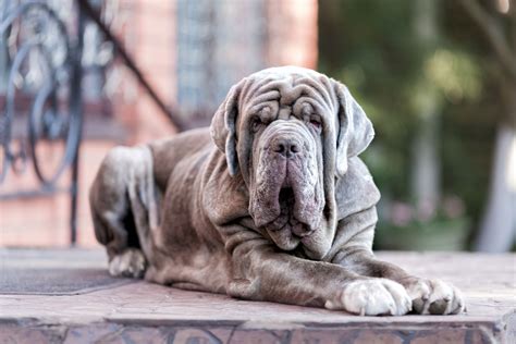 Italian Mastiff Dogs