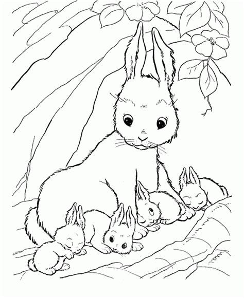 Bunny Rabbit Coloring Pages