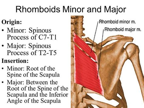 rhomboid major and minor origin and insertion - Google Search | Muscle ...