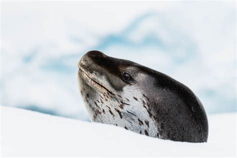 Wildlife - Antarctica