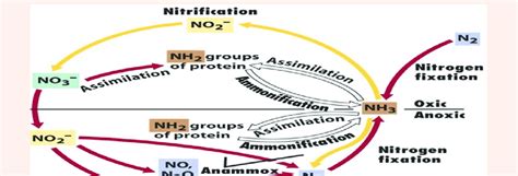 Nitrification Prominent in soil, water and sewage. | Download ...