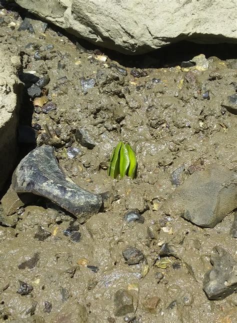 Shoreline protection trial – 12 months on – Estuary Care Foundation SA