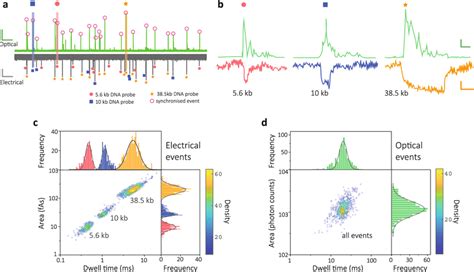 Length-encoded molecular probes consisting of DNA carriers and ...