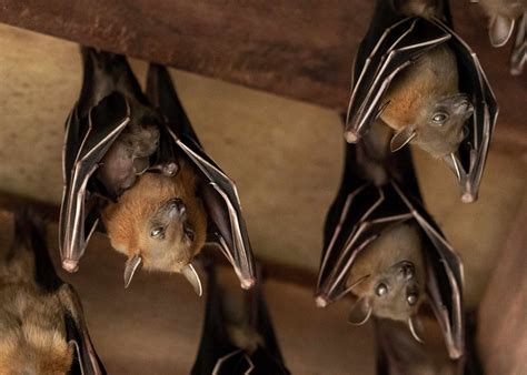 19 of the Cutest Bat Species