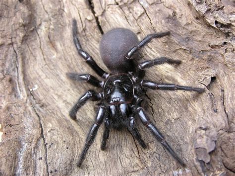 The 10 most dangerous animals in Australia (spiders, snakes...)