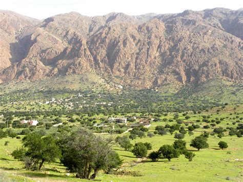 Sideroxylon spinosum - Biodiversité végétale du sud-ouest marocain