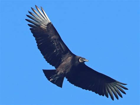 Black Vulture - eBird