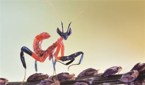 Orchid mantis babies are strange little aliens - Australian Geographic