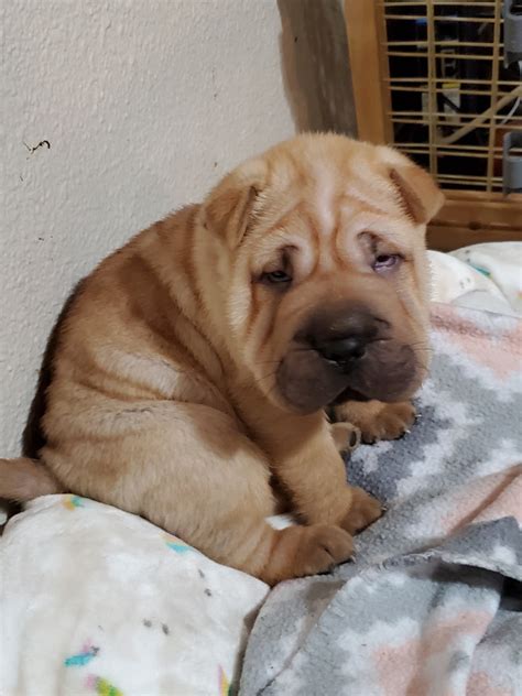 Chinese Shar Pei Puppies For Sale | Maryvale Village, AZ #317758