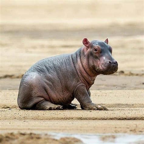 Baby Hippo chillin' - aww Cute Little Animals, Cute Funny Animals ...