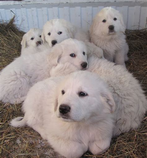 BooneDocksWilcox: Great Pyrenees Puppies