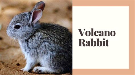 Best 10 Volcano Rabbit Facts, Names, habitat - Zoological World