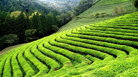 The Tea Gardens of Darjeeling | MAYFAIR Hotels & Resorts