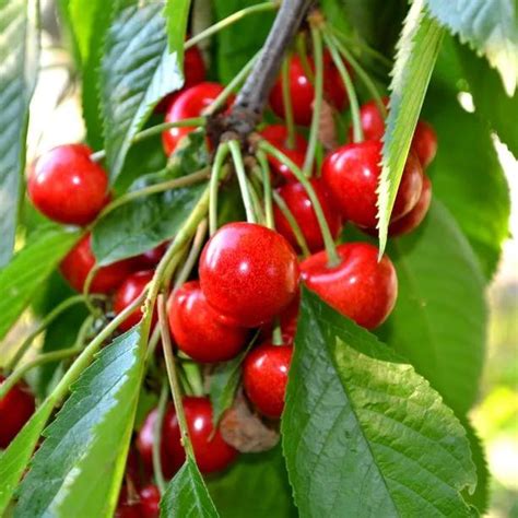 Sweetheart Cherry Trees for Sale | Ashridge