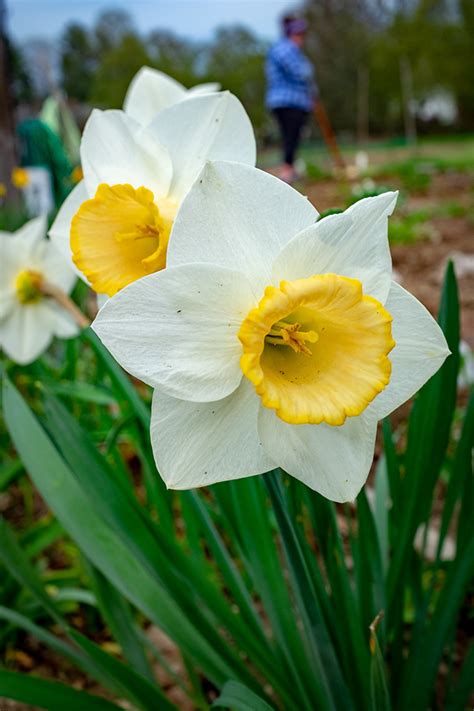 Flowers in Town & Gardens on Behance