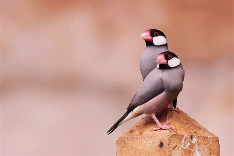 Java Sparrow by eyzham shahfiq / 500px | Backyard birds watching ...