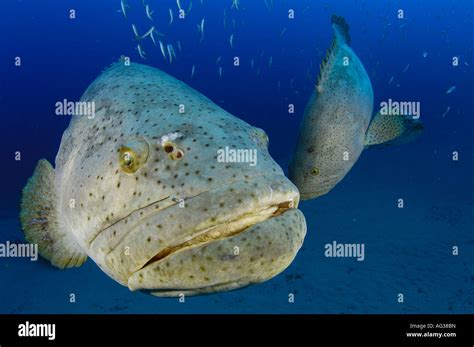 Endangered Goliath Grouper Epinephelus itajara during a spawning ...