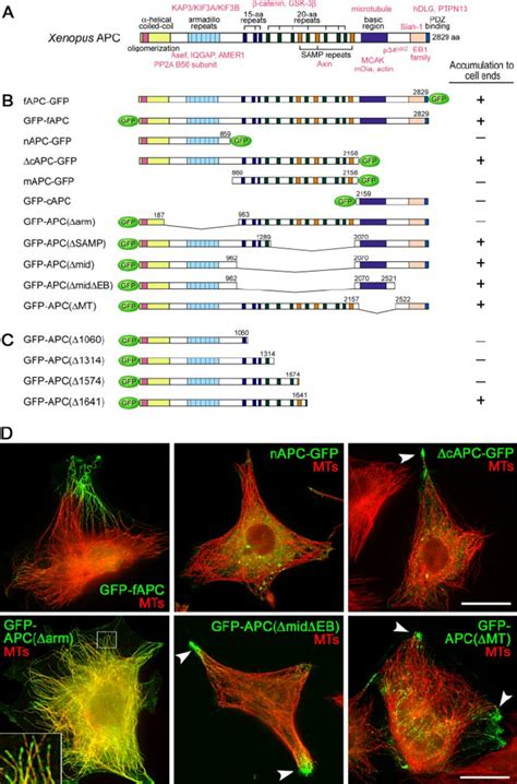 Domain structure of APC and localization of mutant APC proteins in ...