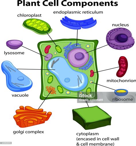 Chart Showing Plant Cell Components Stock Illustration - Download Image ...