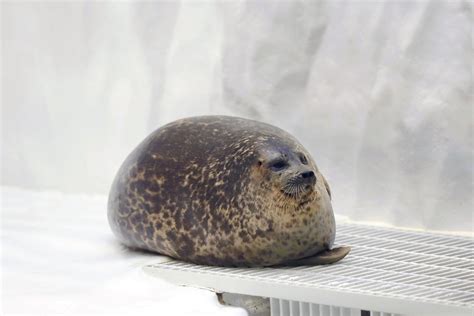 LOOK: Plump seal at Osaka aquarium may steal your heart | Inquirer News